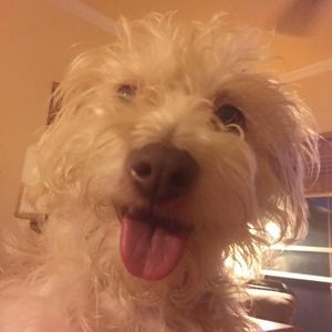 Meet your Posher, Kevin